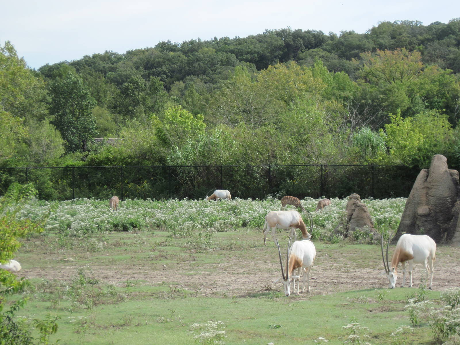 Africa-Scimitar-horned Oryxes
