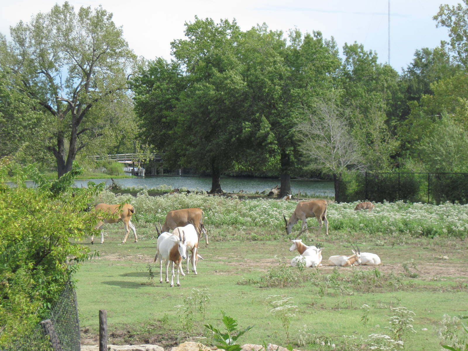Africa-Scimitar-horned Oryxes