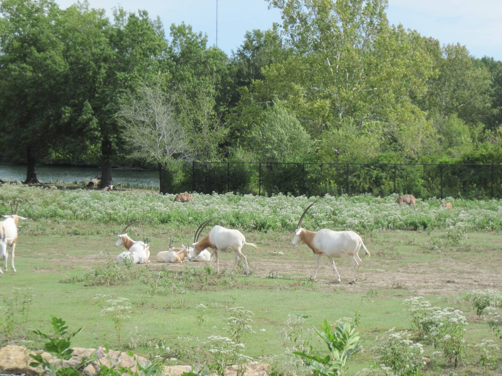 Africa-Scimitar-horned Oryxes