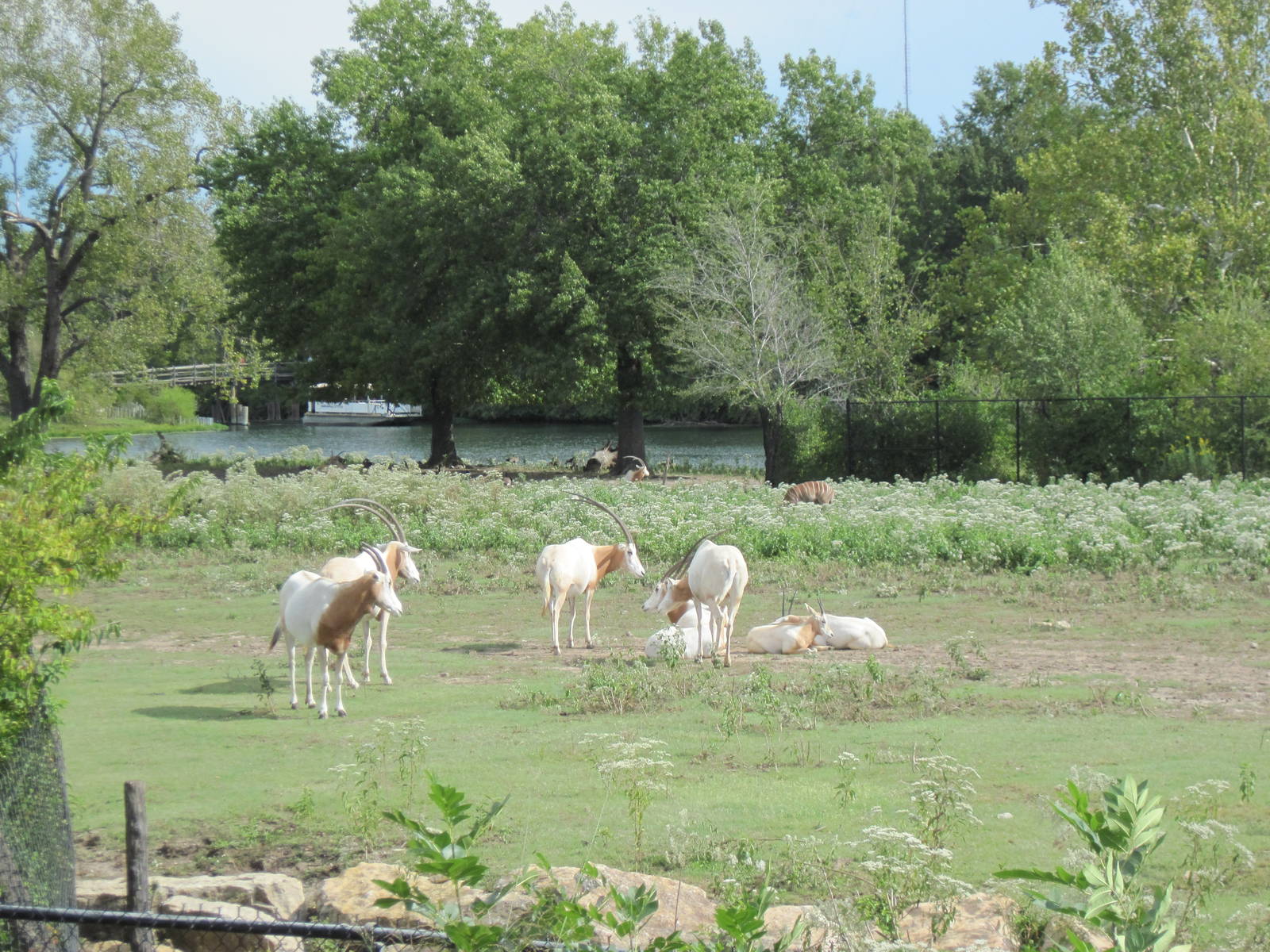 Africa-Scimitar-horned Oryxes