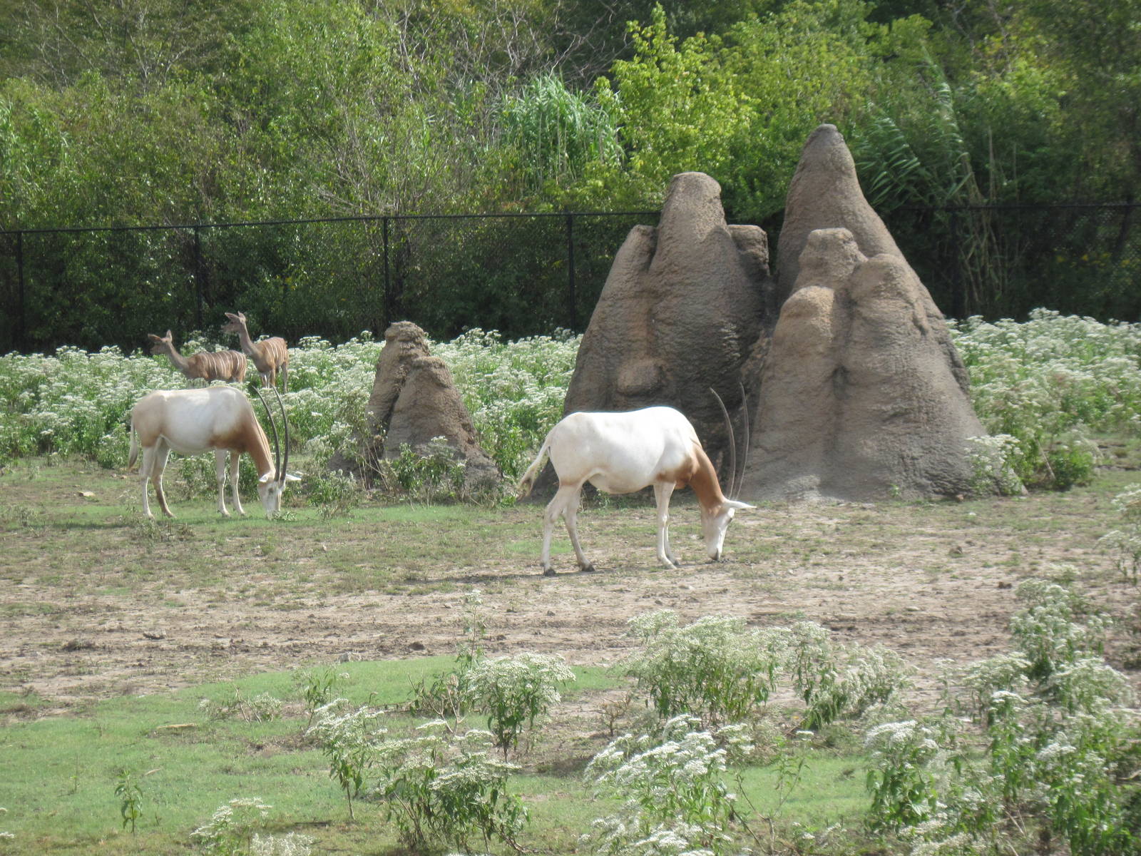 Africa-Scimitar-horned Oryxes