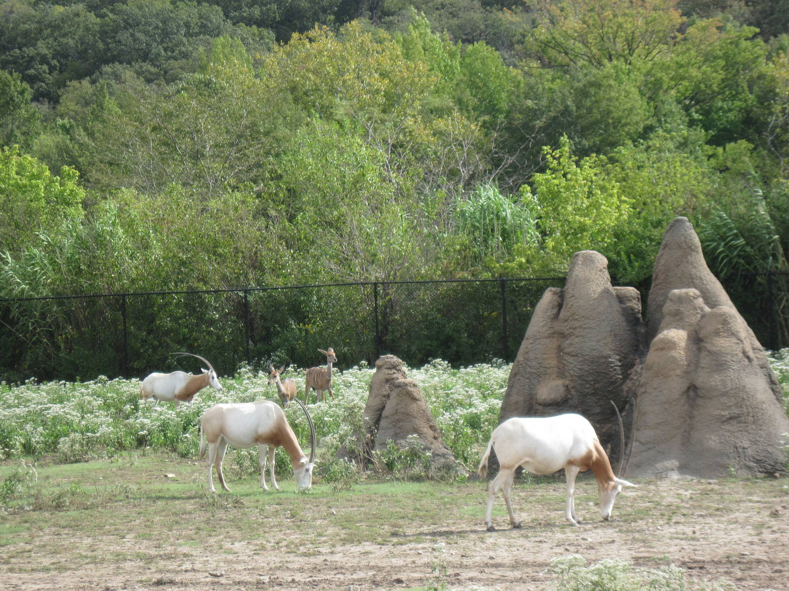 Africa-Scimitar-horned Oryxes