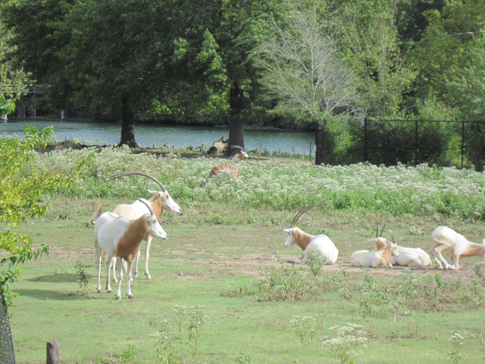 Africa-Scimitar-horned Oryxes