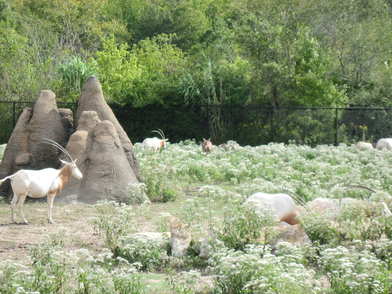 Africa-Scimitar-horned Oryxes