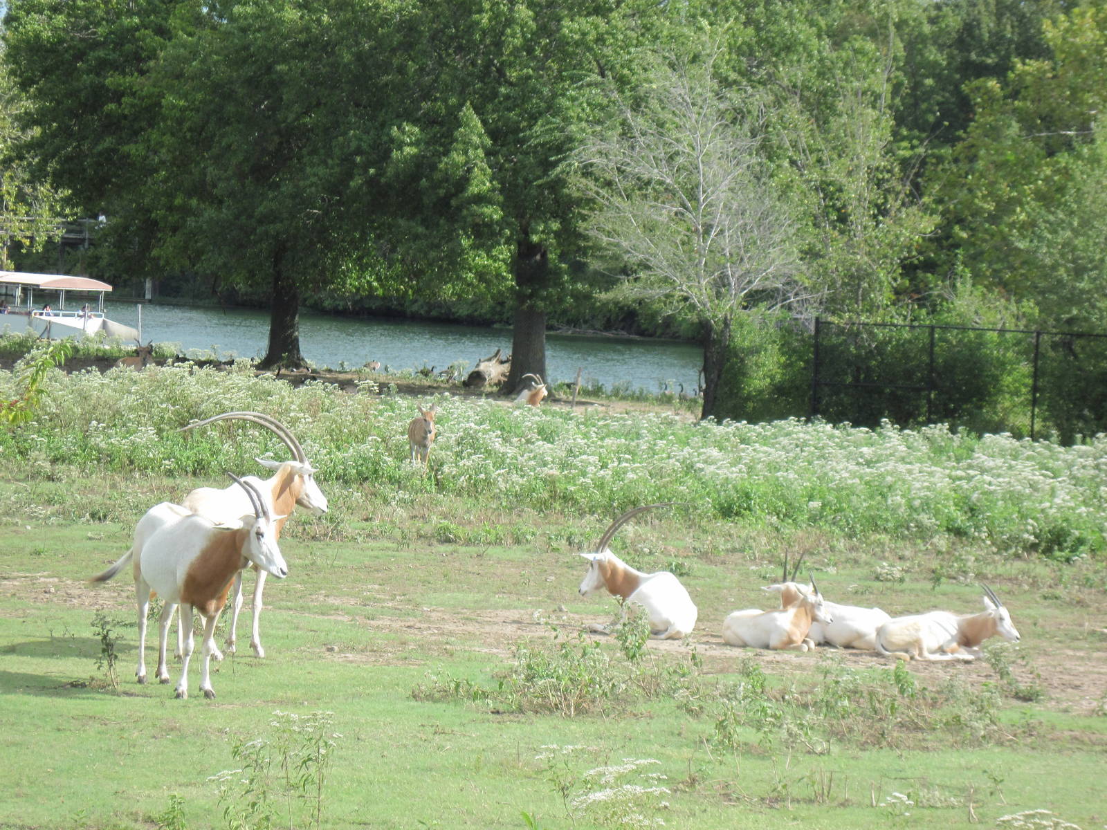 Africa-Scimitar-horned Oryxes
