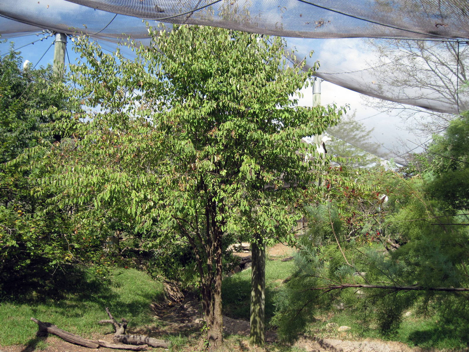 Africa-Scrubland Aviary