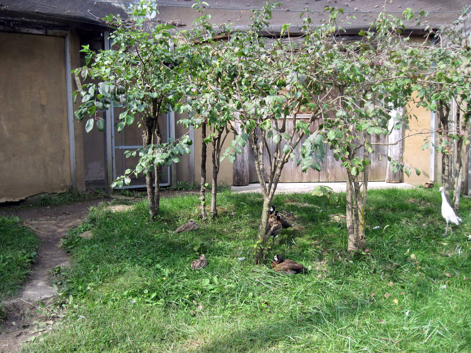 Africa-Scrubland Aviary
