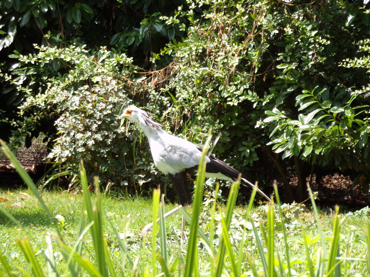 Africa- Secretary bird  13.7.23