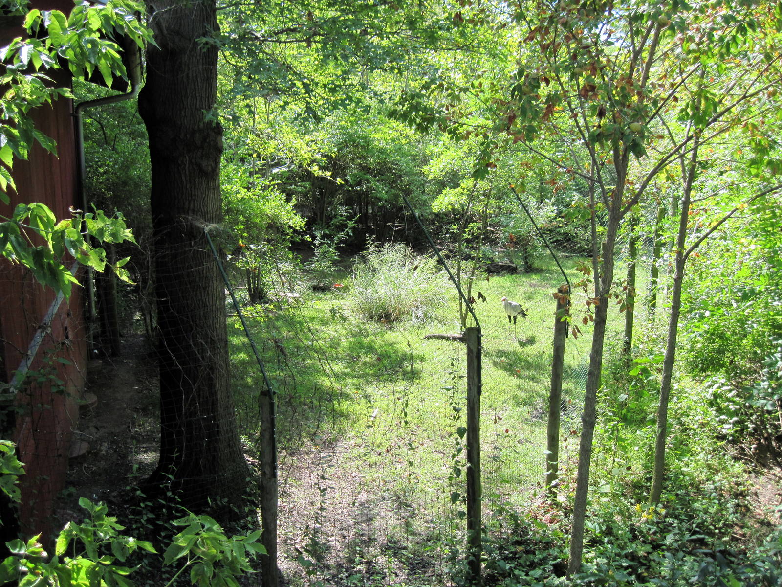 Africa-Secretary Bird Exhibit