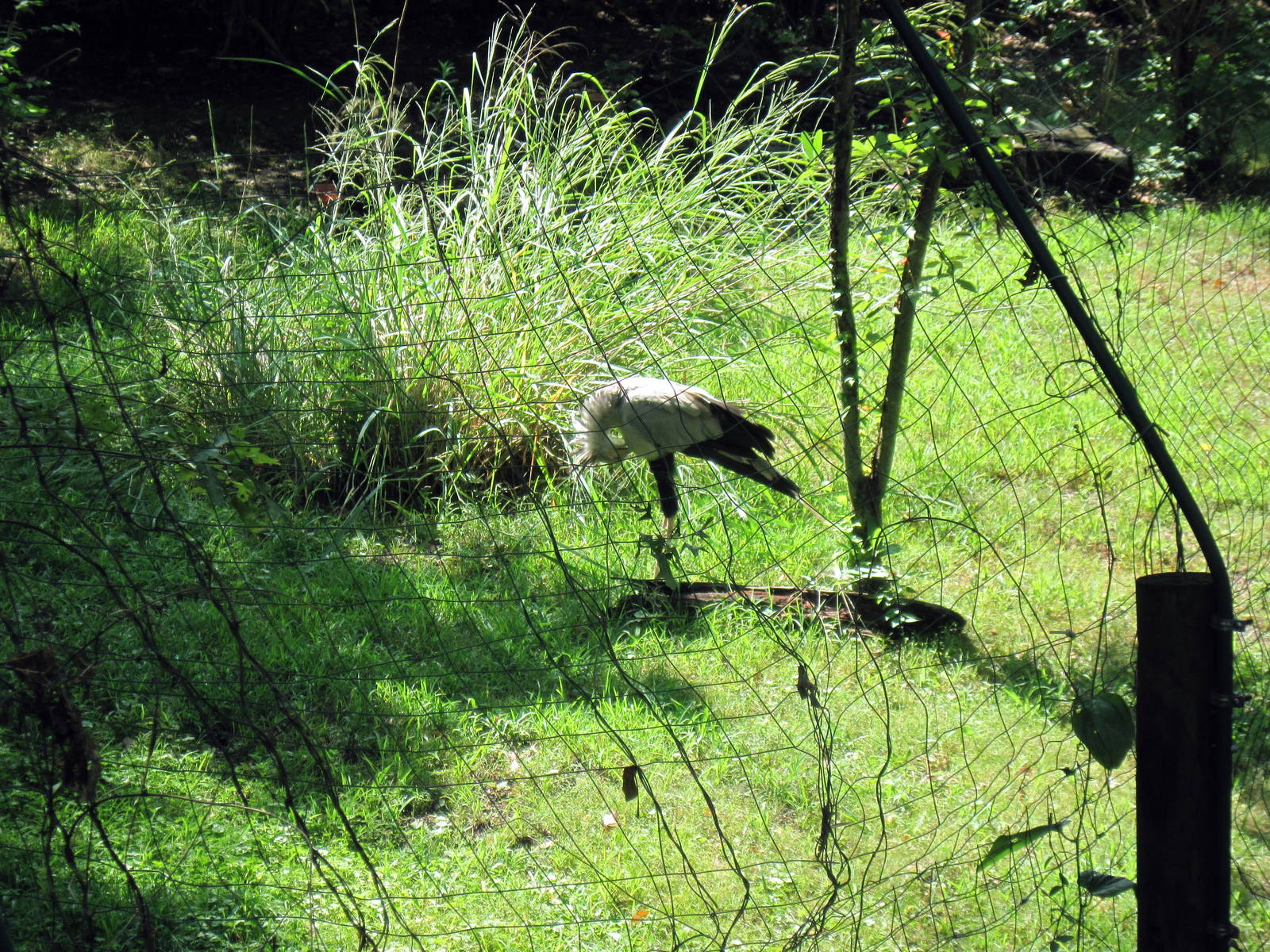 Africa-Secretary Bird