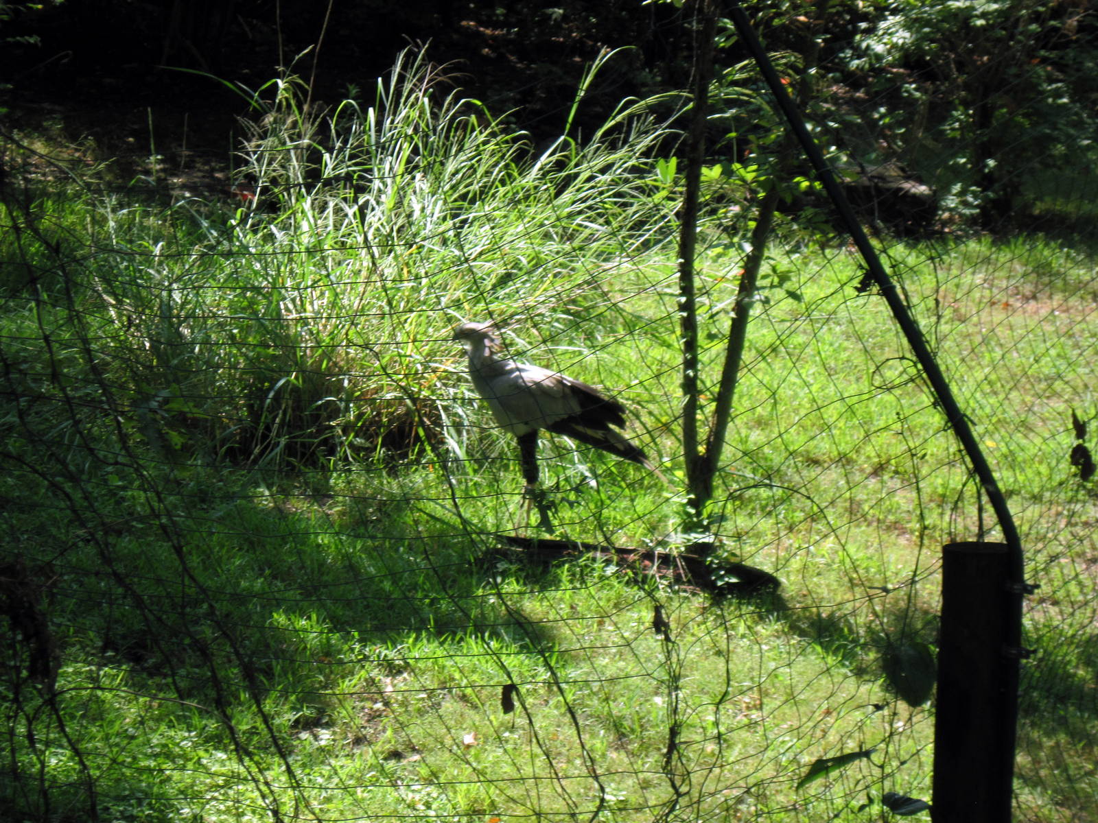 Africa-Secretary Bird