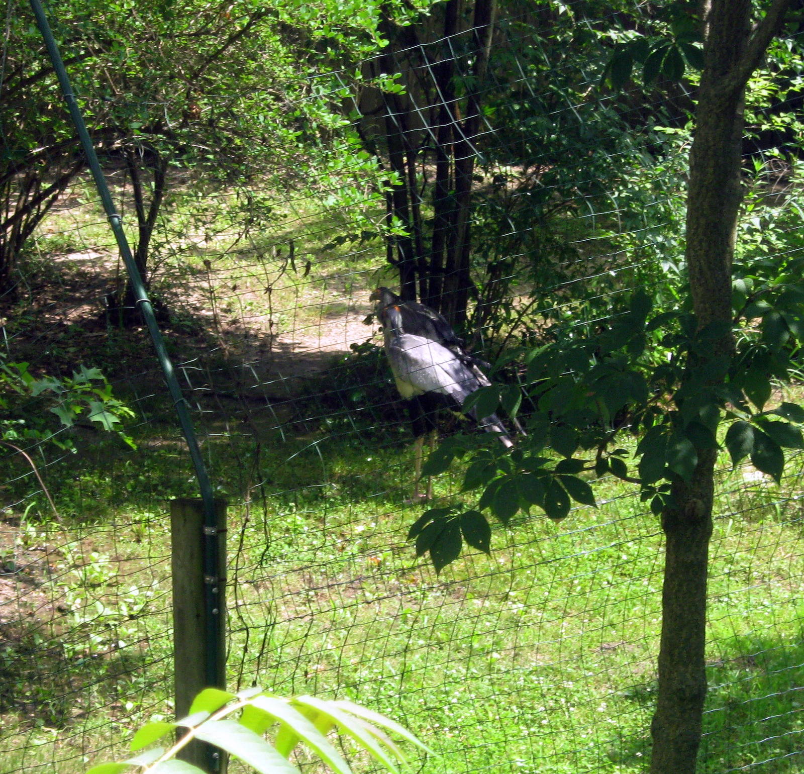 Africa-Secretary Bird