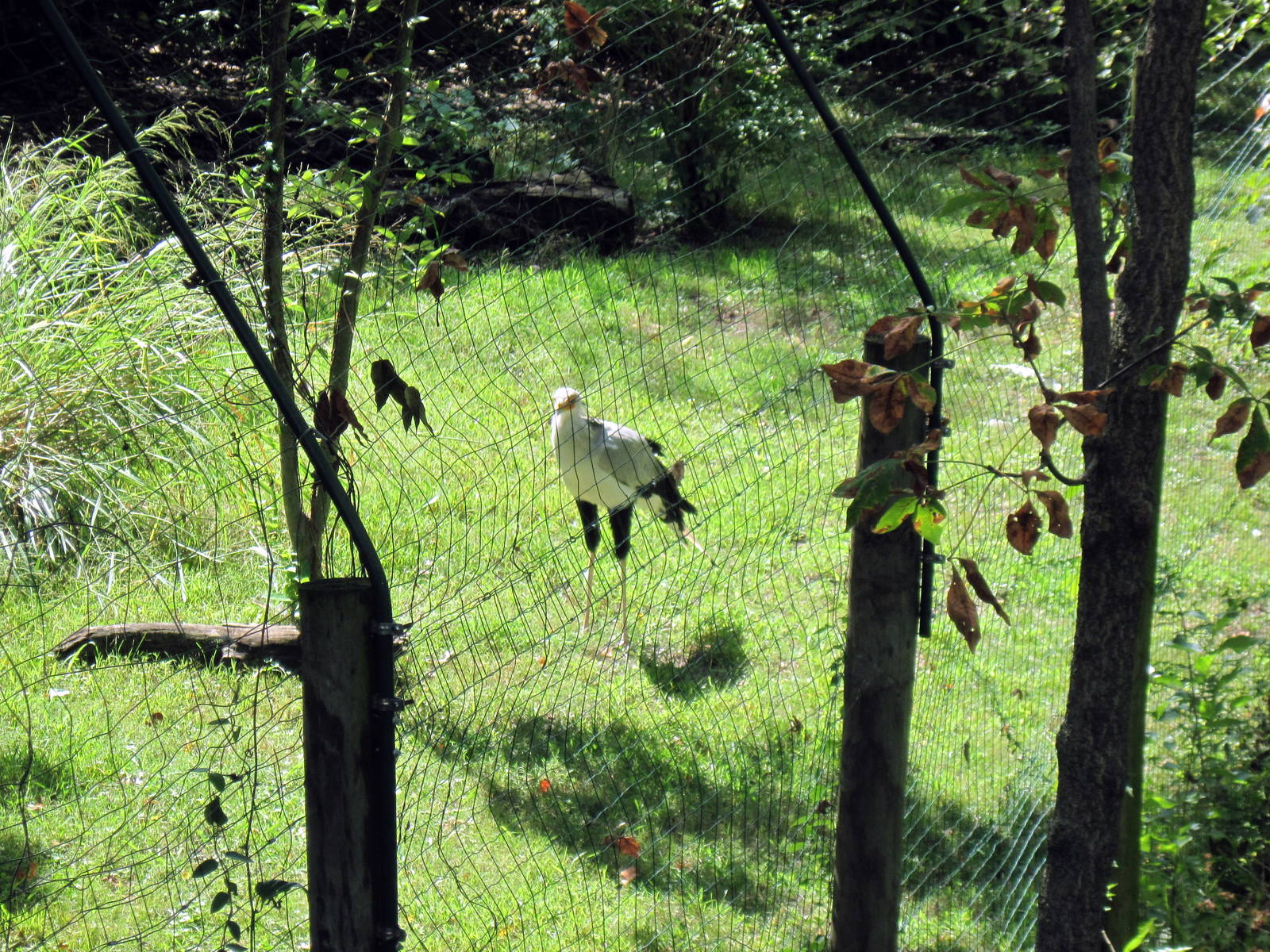 Africa-Secretary Bird