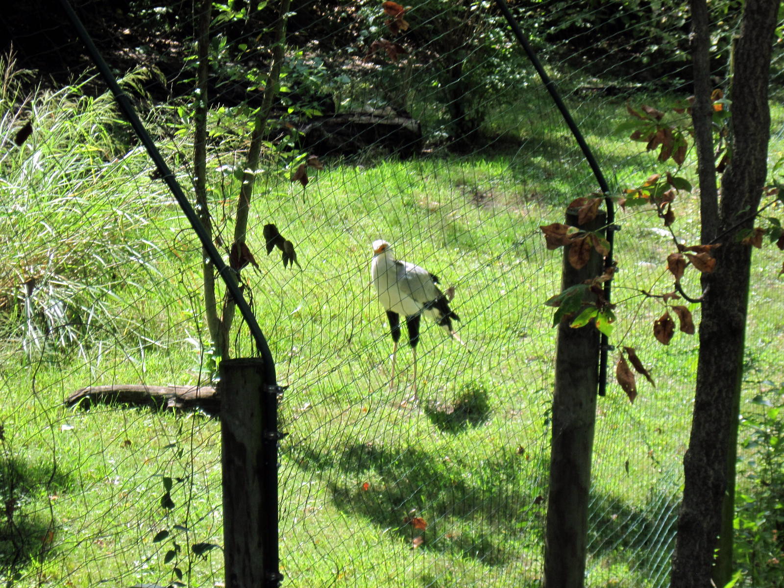 Africa-Secretary Bird