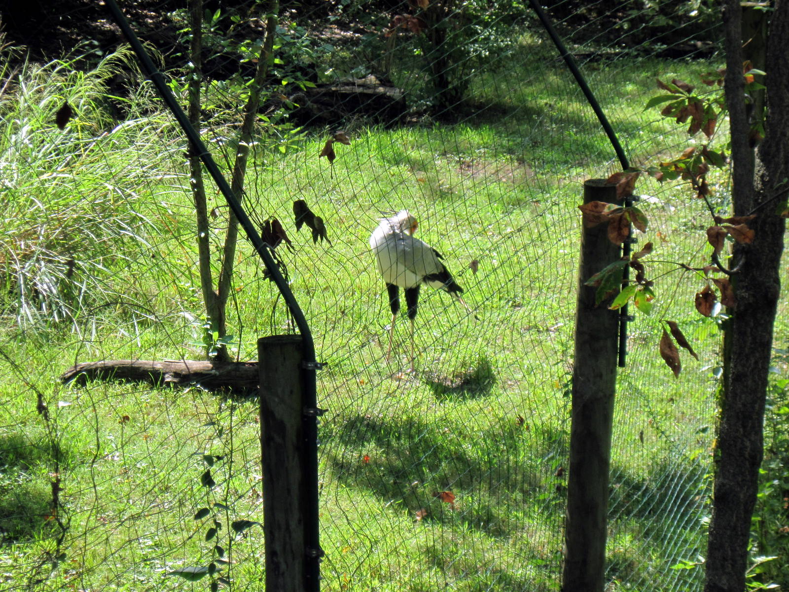 Africa-Secretary Bird