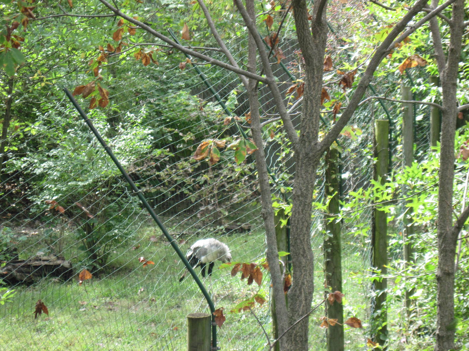 Africa-Secretary Bird