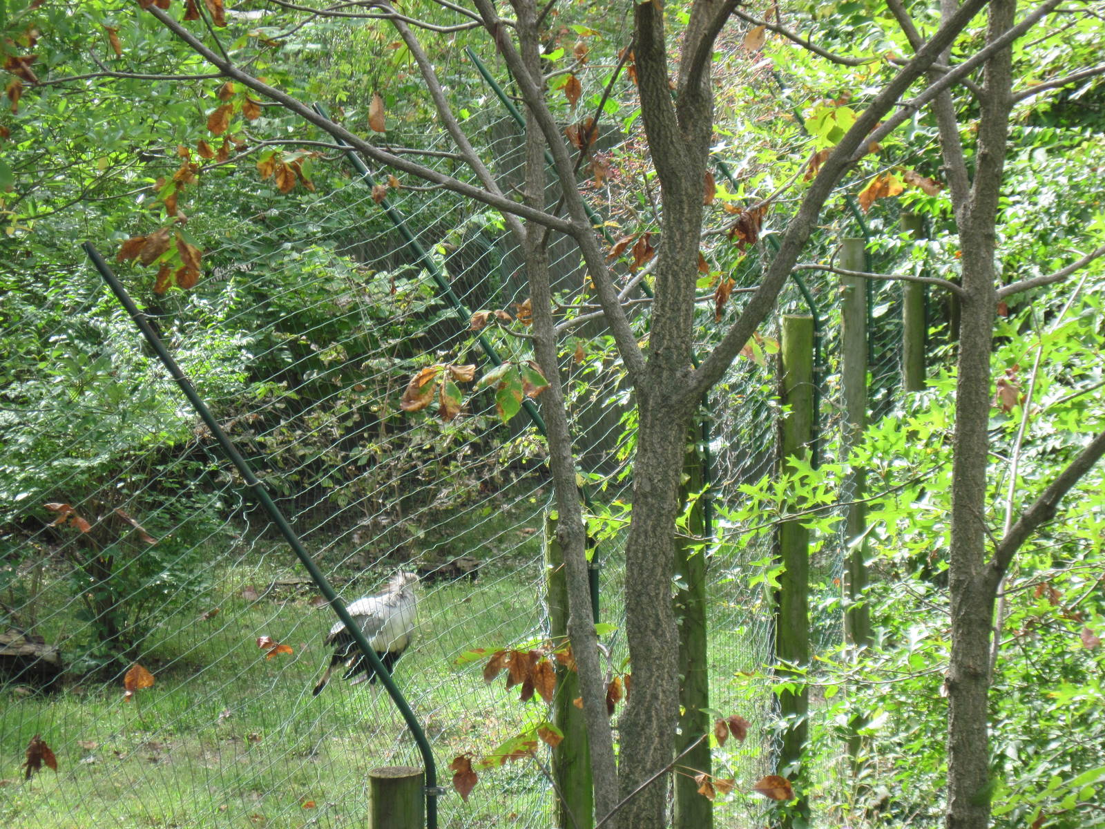 Africa-Secretary Bird