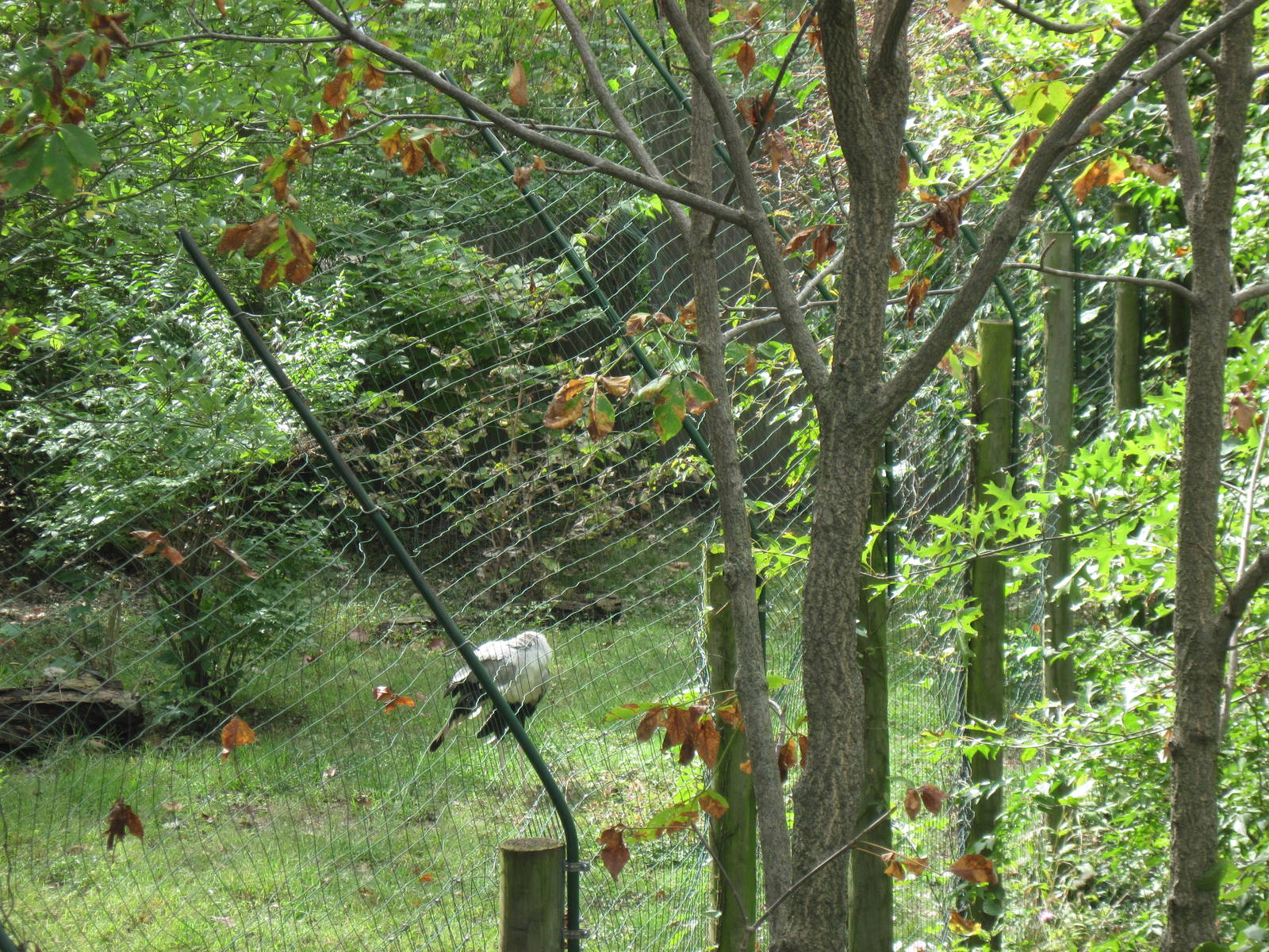 Africa-Secretary BirdAfrica-Secretary Bird