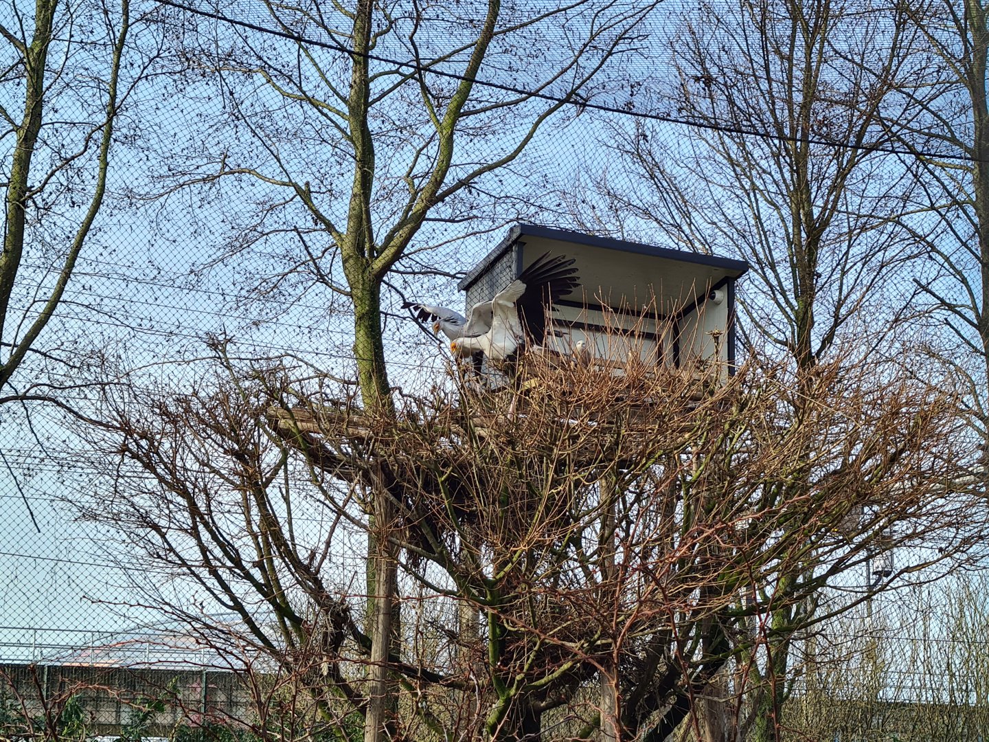 Africa - Secretary birds in Vulture rock aviary