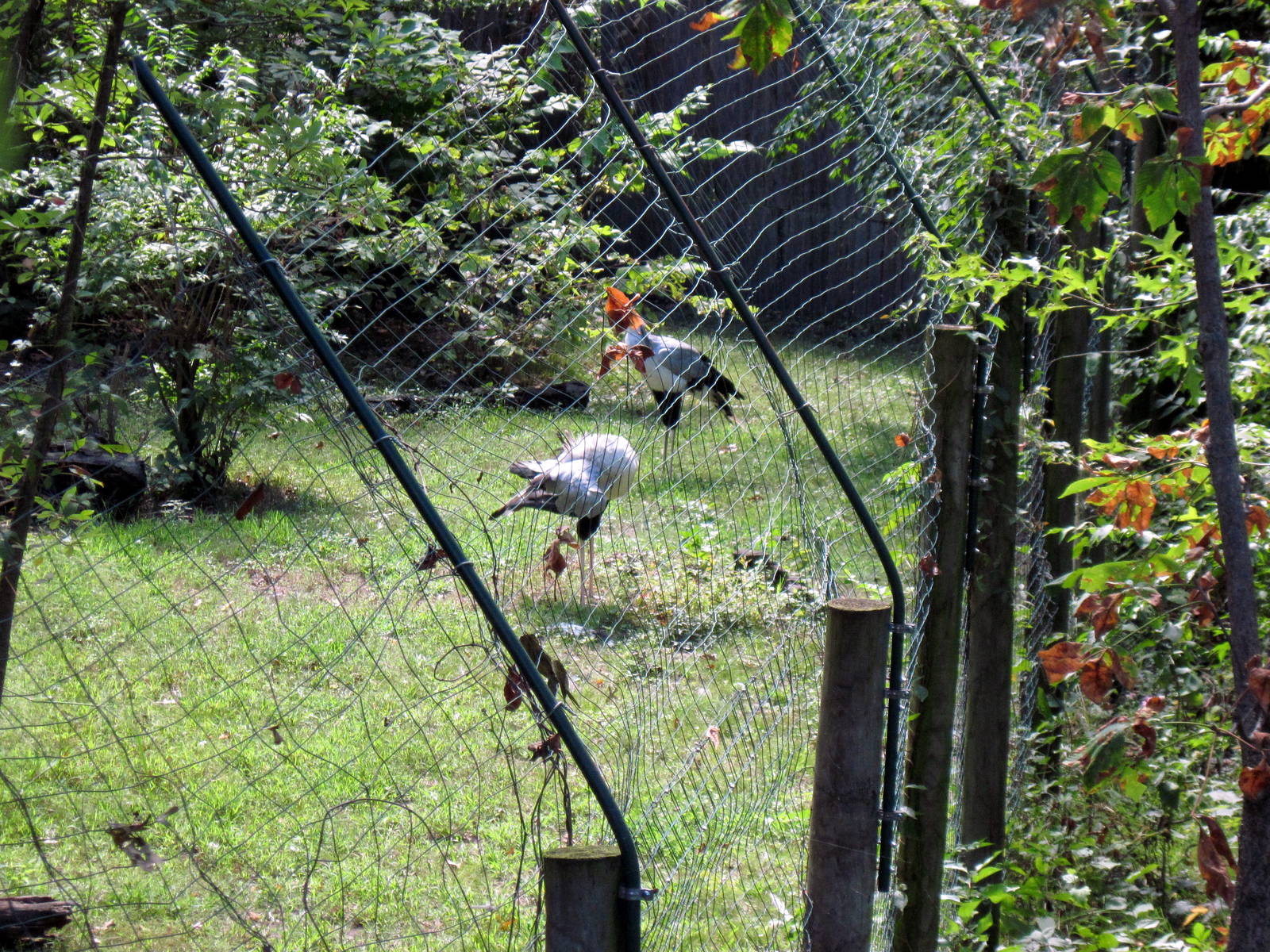 Africa-Secretary Birds