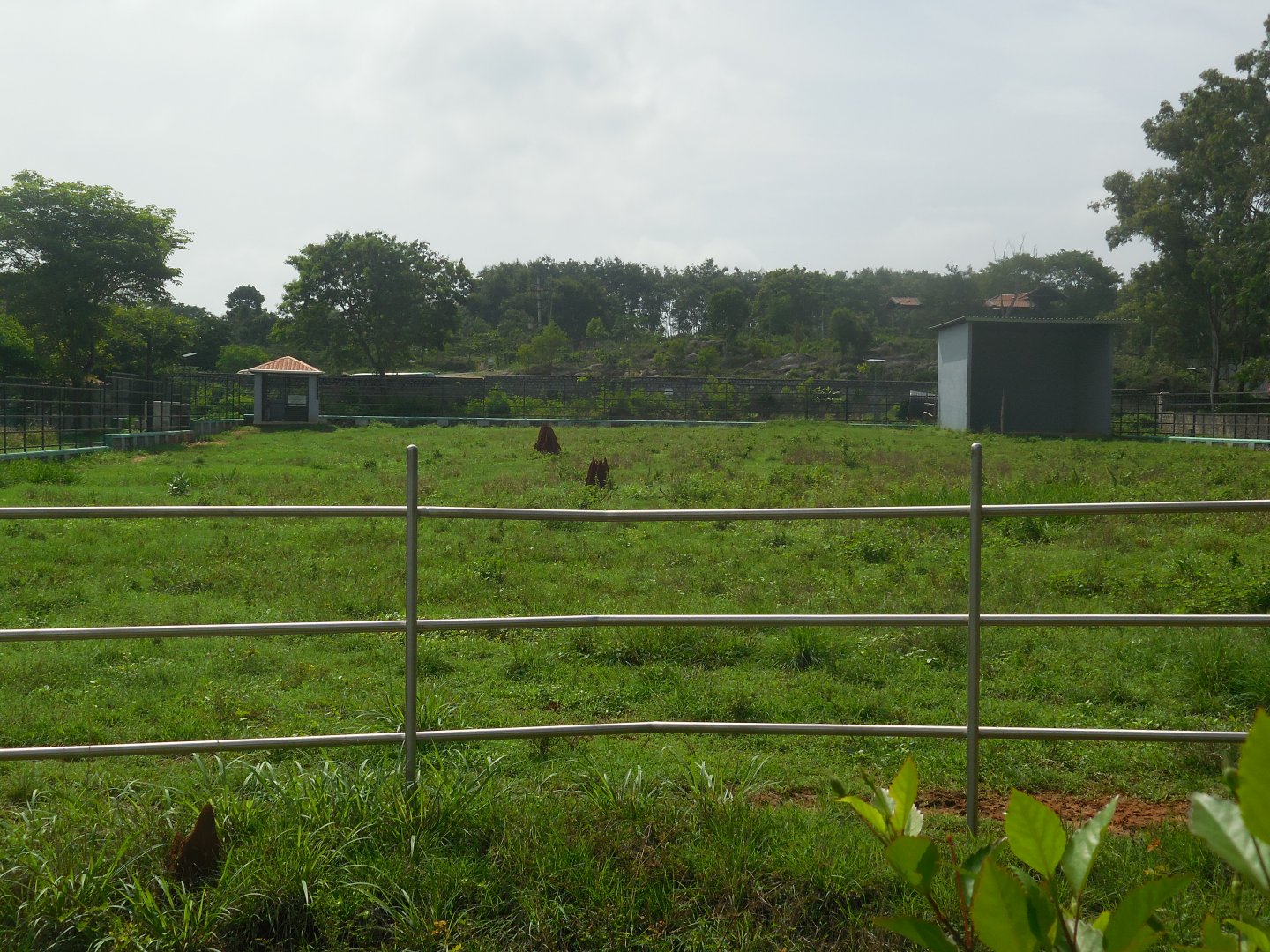 Africa Section - Giraffe Enclosure