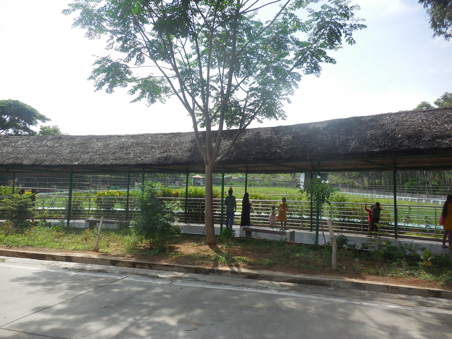 Africa Section - Giraffe Viewing