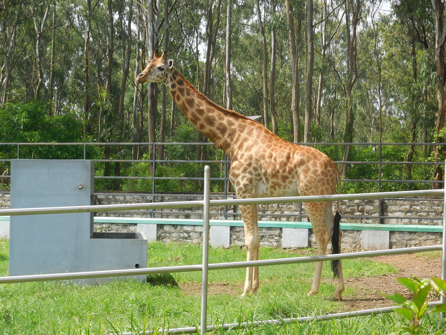 Africa Section - Gowri