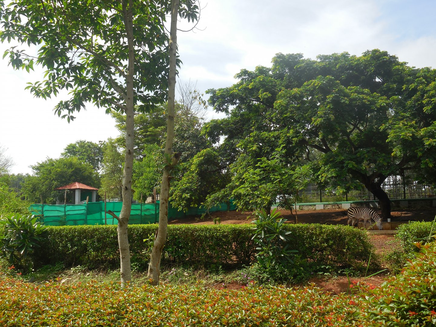 Africa Section - Zebra Enclosure Northern Half