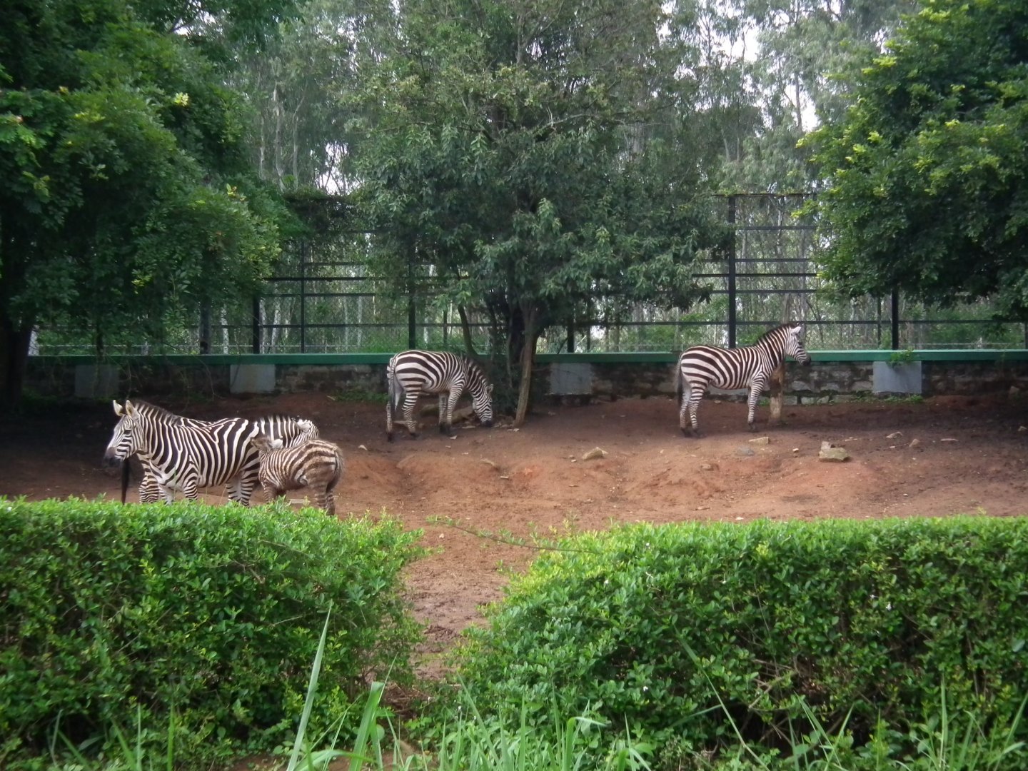 Africa Section - Zebra Enclosure