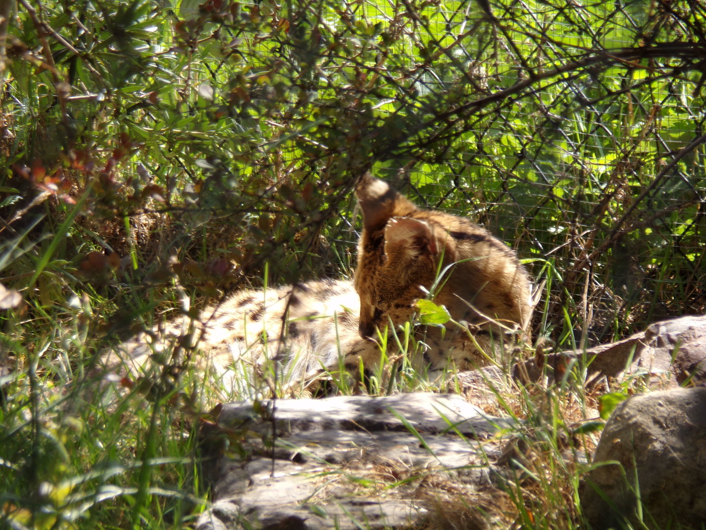 Africa- Serval 13.7.23