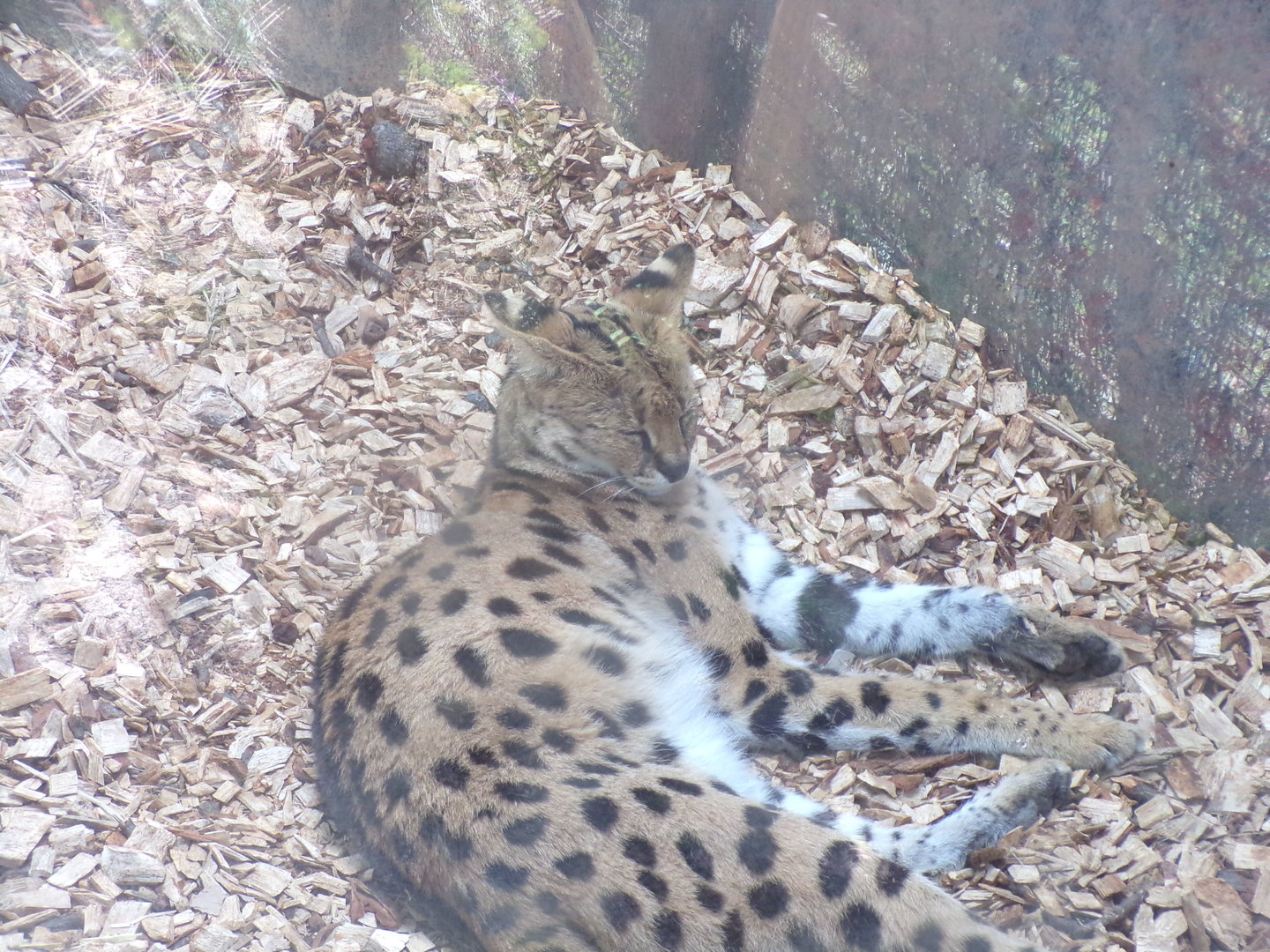 Africa- Serval 13.7.23