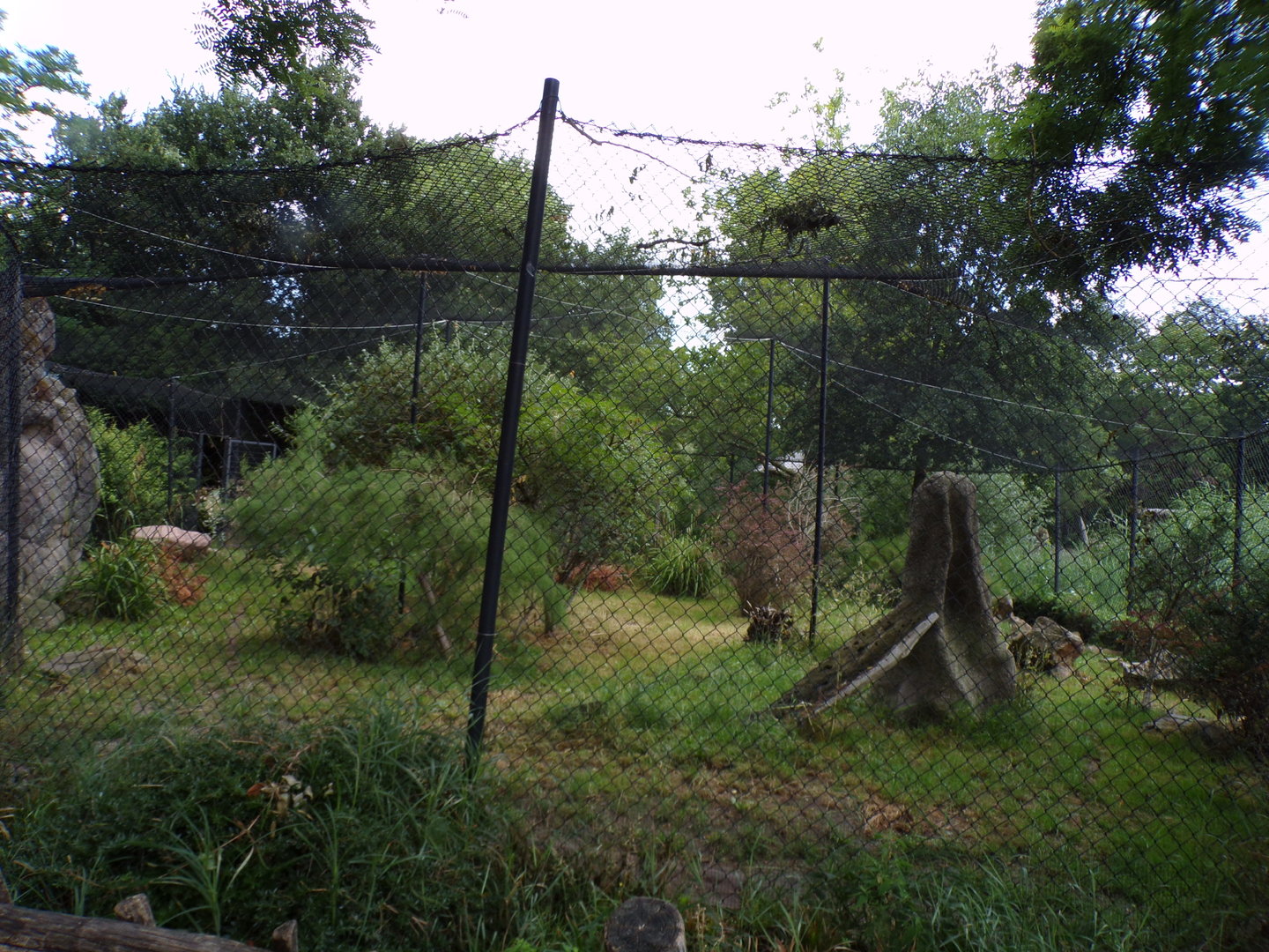 Africa- Serval enclosure 13.7.23