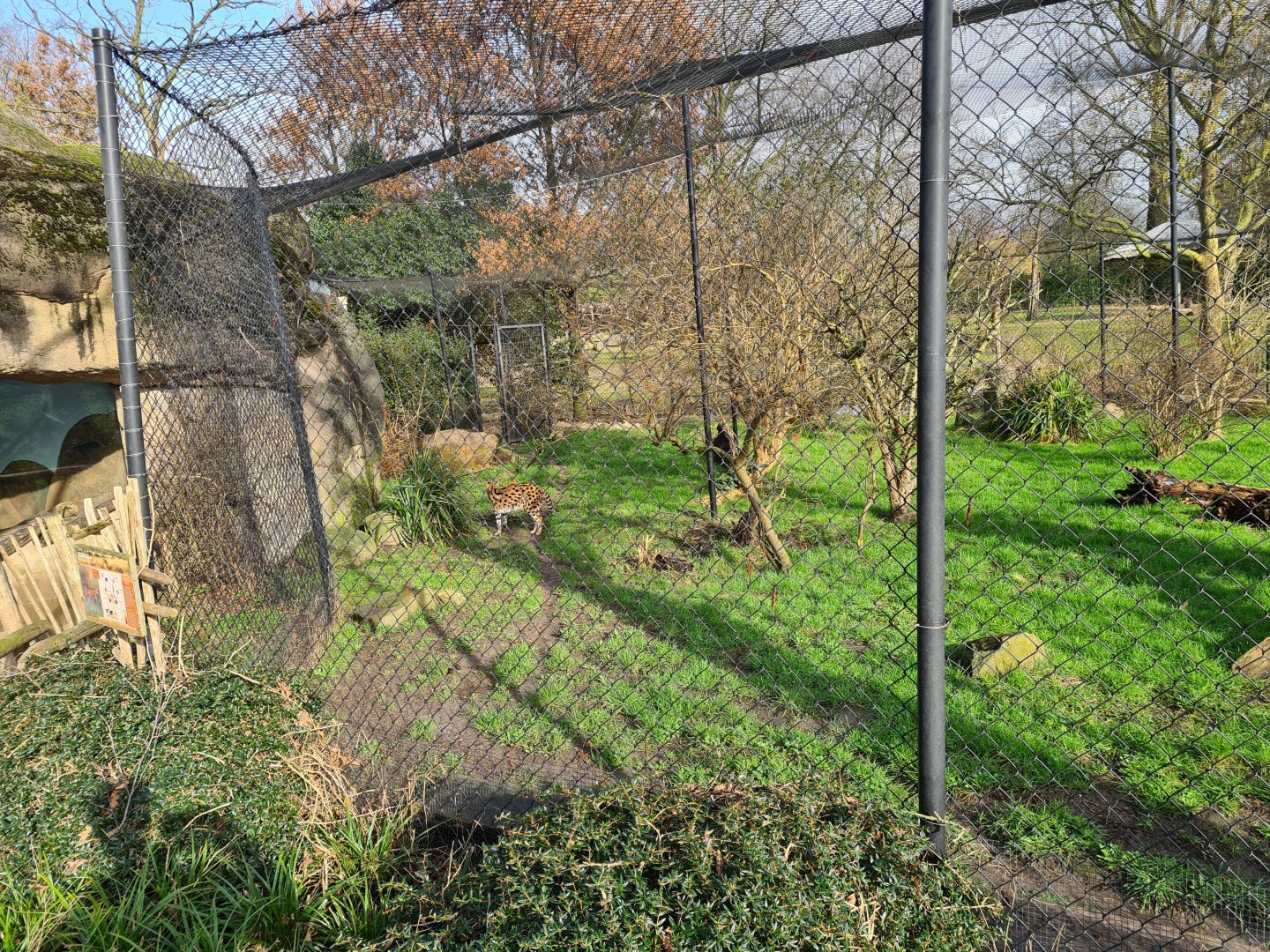 Africa - Serval enclosure at the Kopje