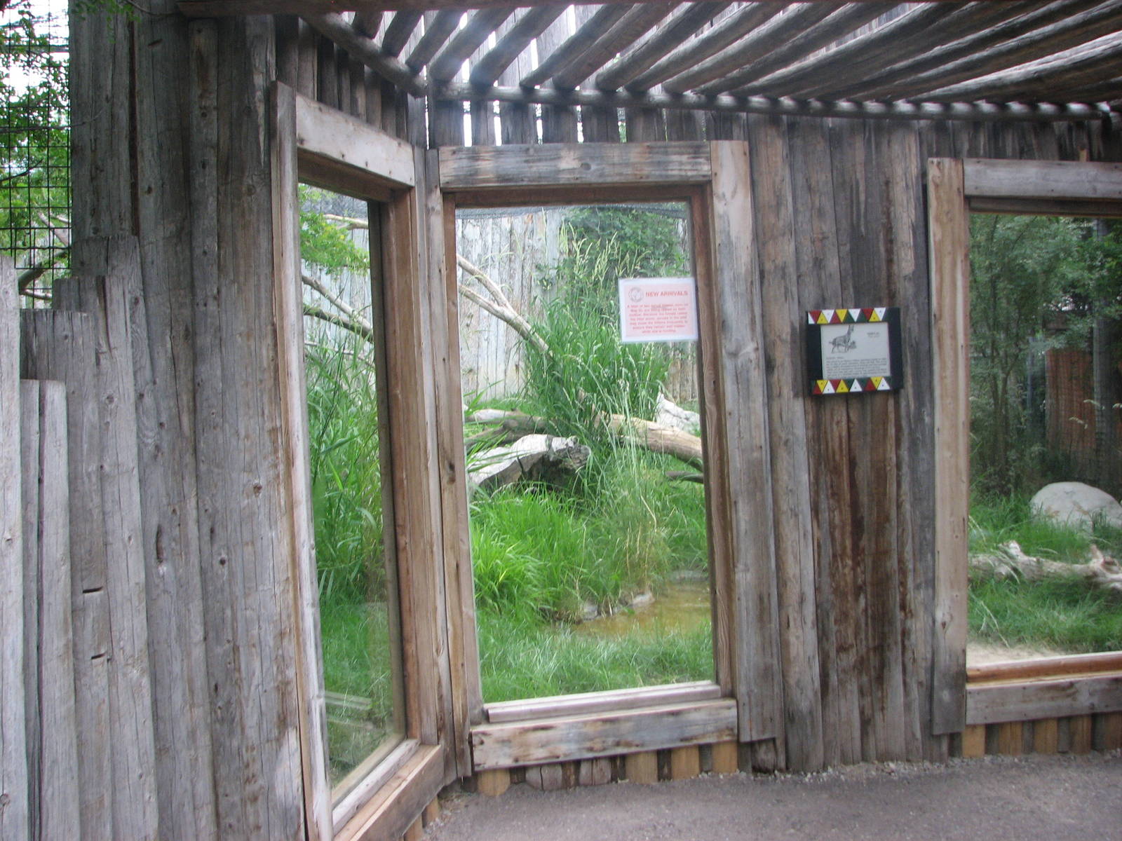 Africa - Serval Exhibit Viewing