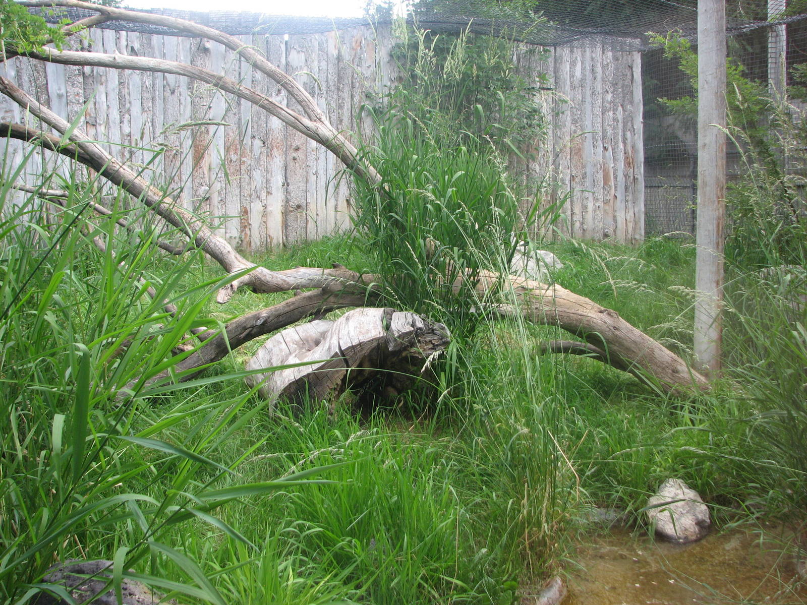 Africa - Serval Exhibit