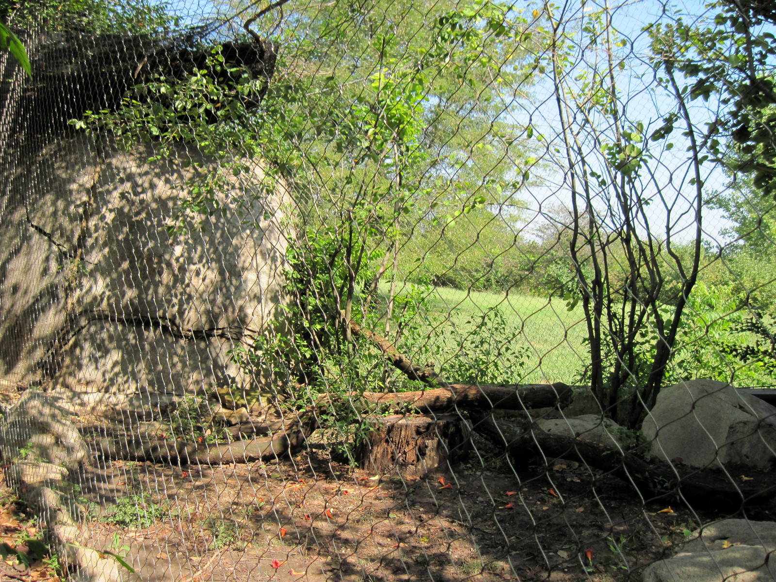 Africa-Serval Exhibit