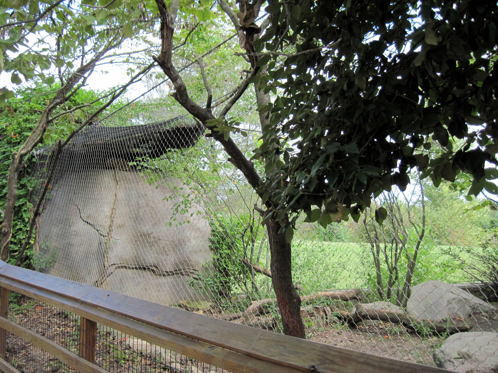 Africa-Serval Exhibit
