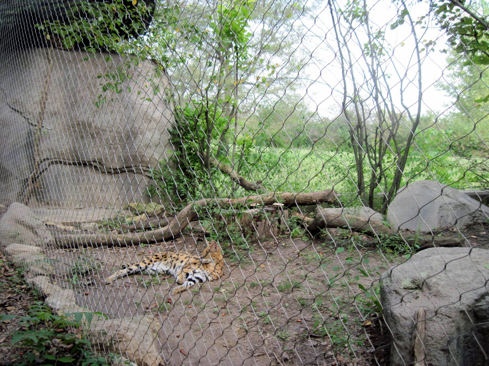 Africa-Serval Exhibit