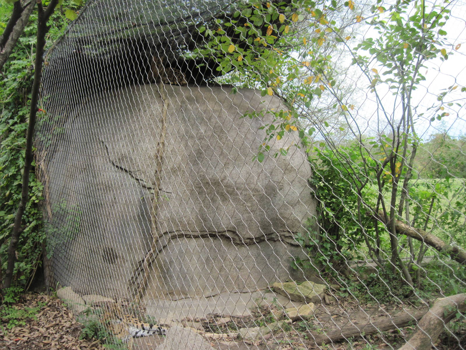 Africa-Serval Exhibit