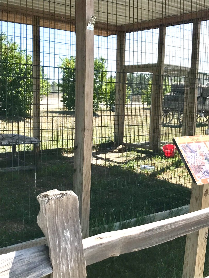 “Africa”- serval exhibit