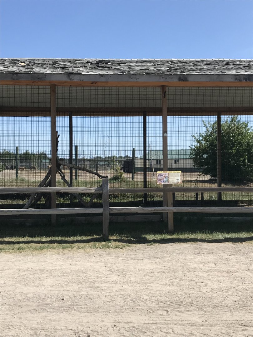 “Africa”- serval exhibit