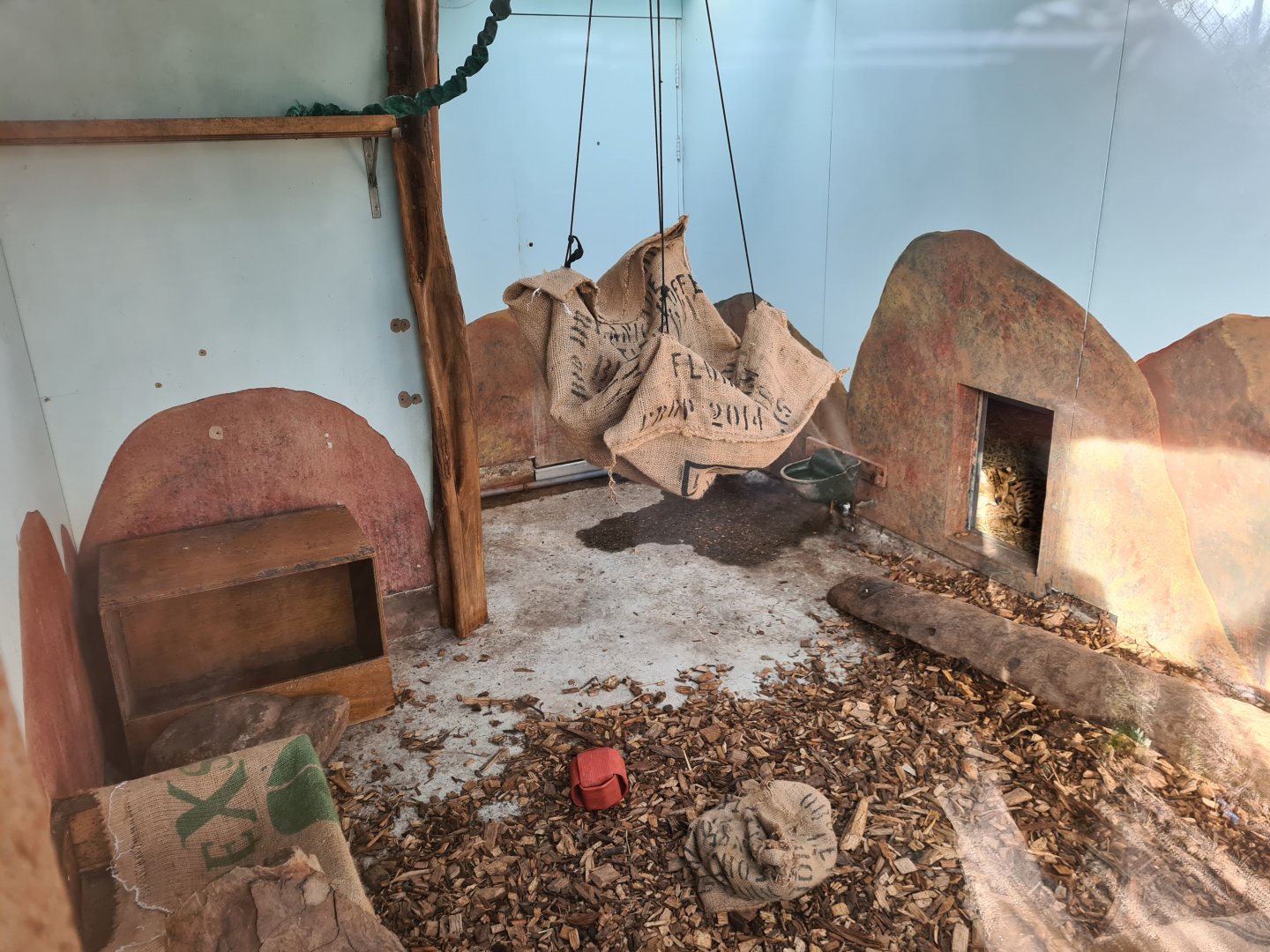 Africa - Serval indoor enclosure