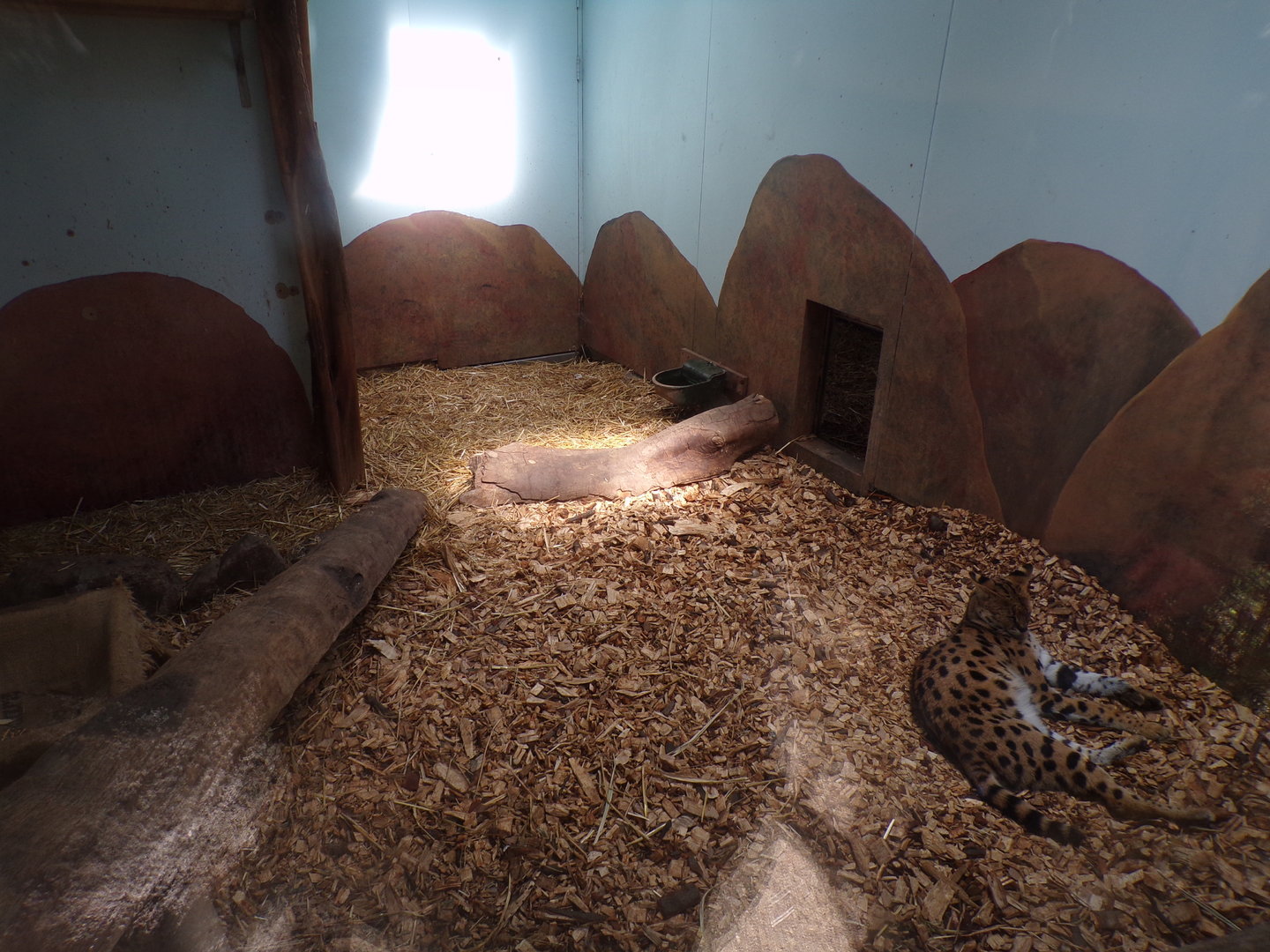 Africa- Serval indoors 13.7.23