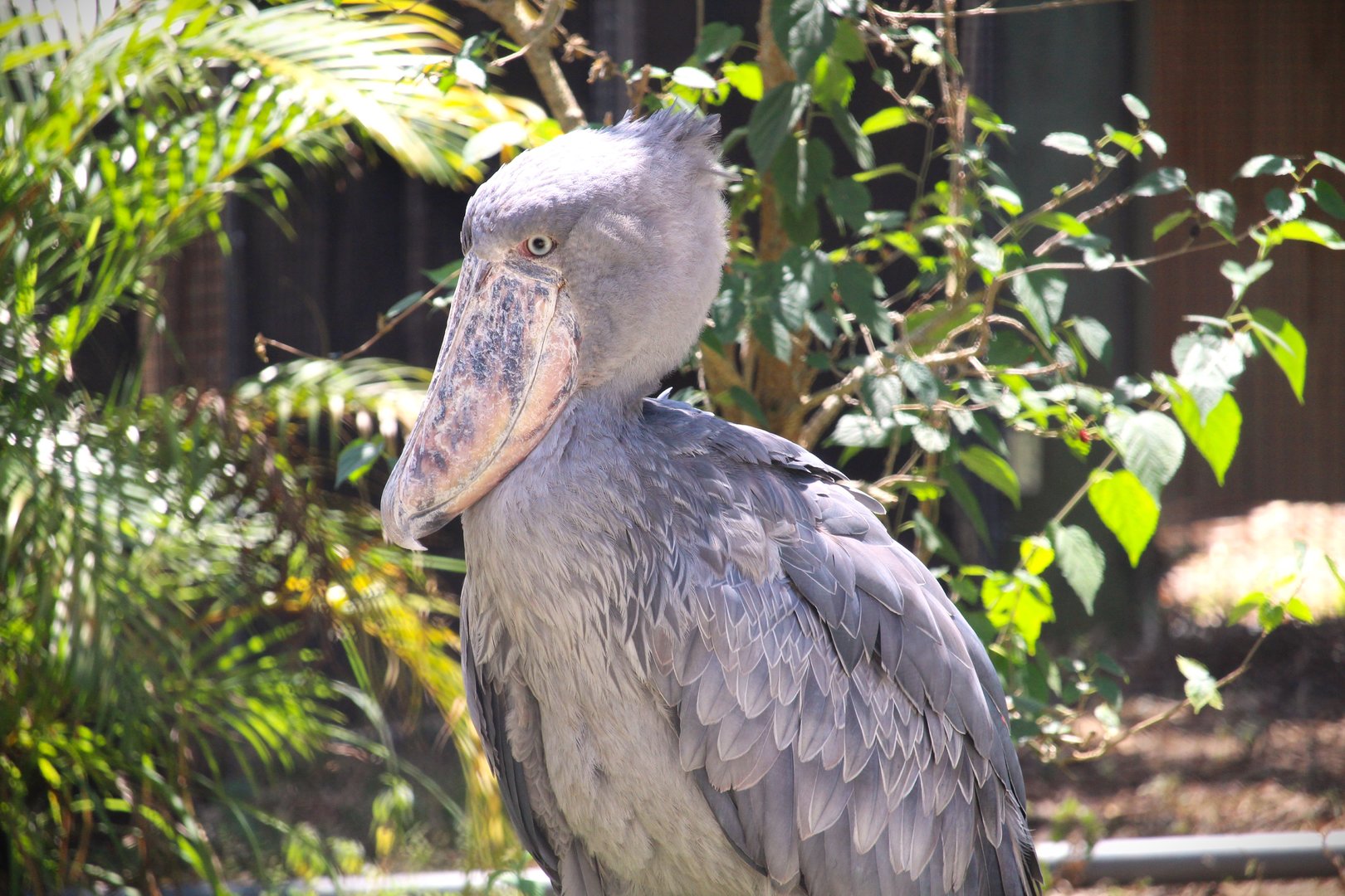 Africa - Shoebill