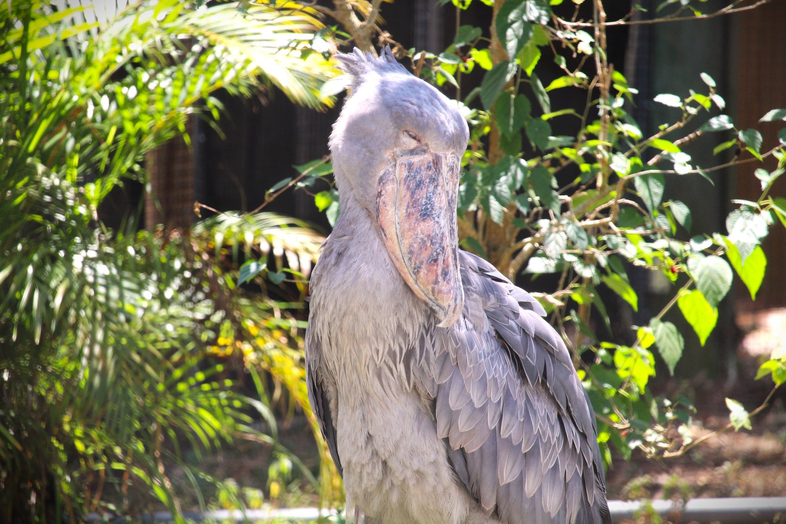 Africa - Shoebill