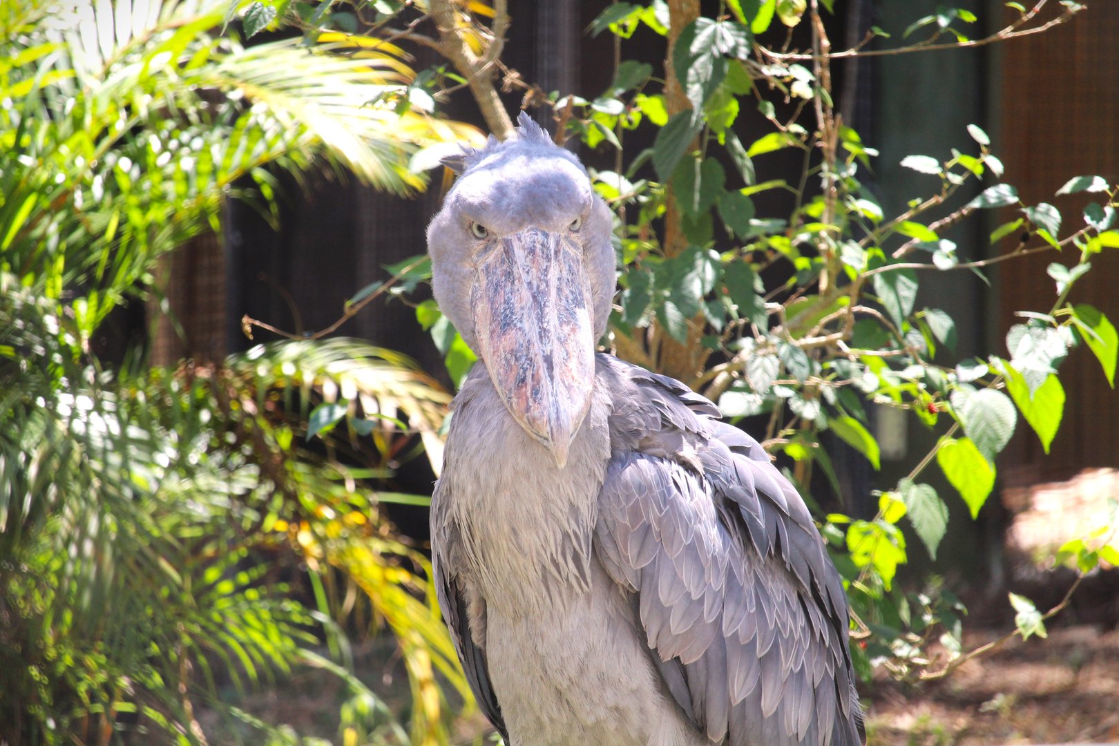 Africa - Shoebill