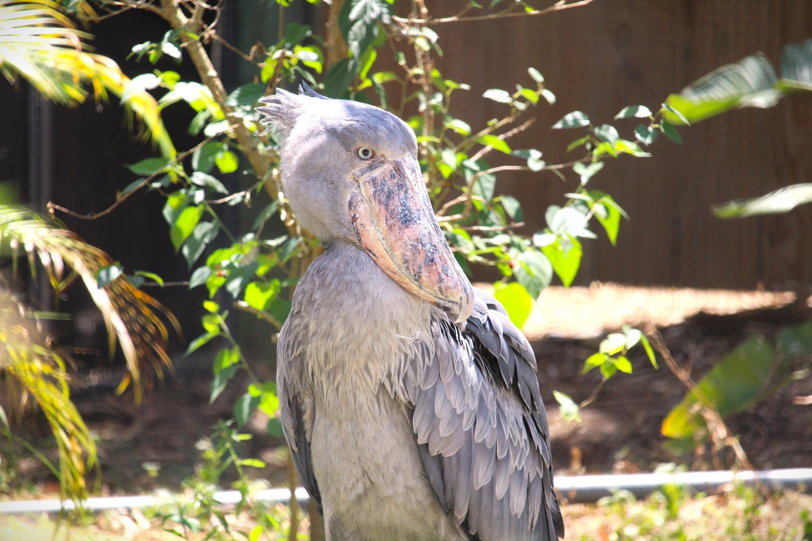 Africa - Shoebill