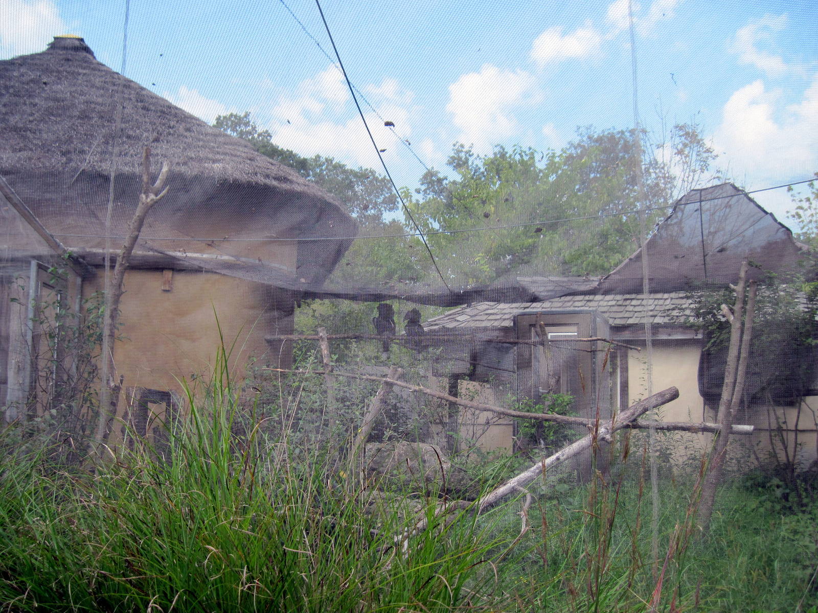 Africa-Silvery-cheeked Hornbill Exhibit