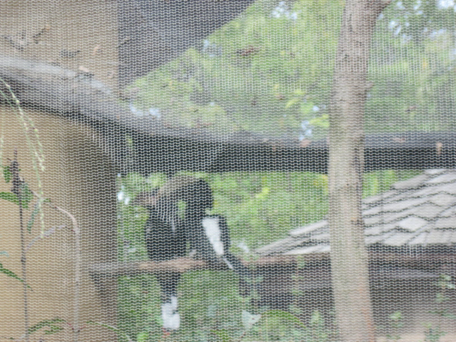 Africa-Silvery-cheeked Hornbill