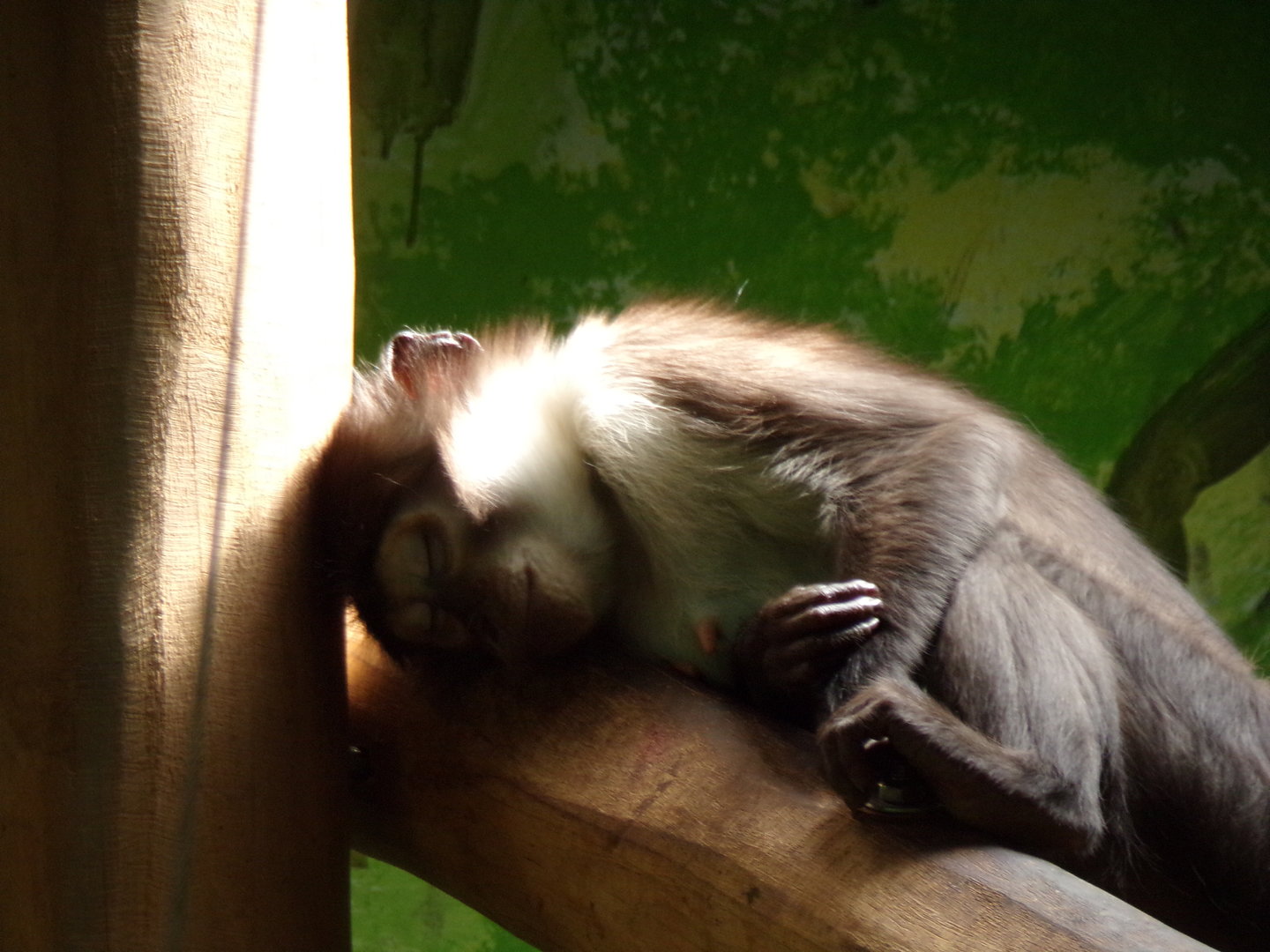 Africa- Sleepy White-naped mangabey 13.7.23